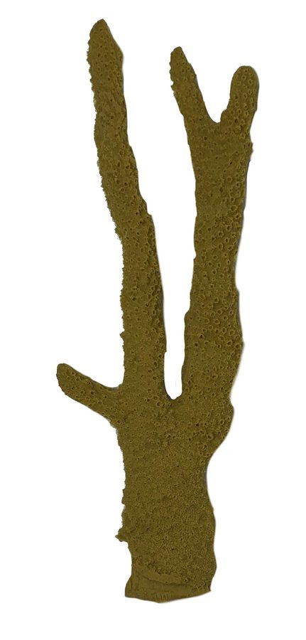 Artificial Antler Coral (Pocillopora eydouxi) replica, item #20200