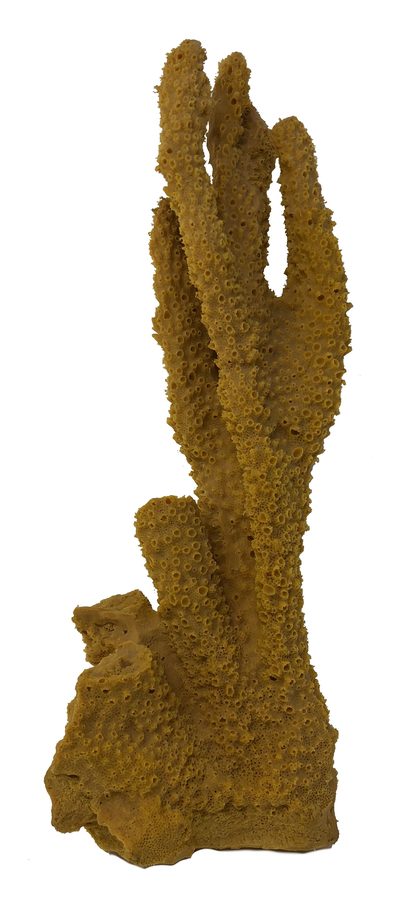 Artificial Antler Coral (Pocillopora eydouxi) replica, item #20700