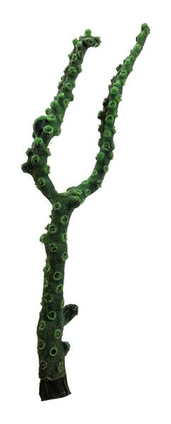 Artificial Black Sun Coral (Tubastraea micrantha) replica, item #35100