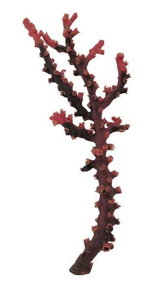 Artificial Black Sun Coral (Tubastraea micrantha) replica, item #35500