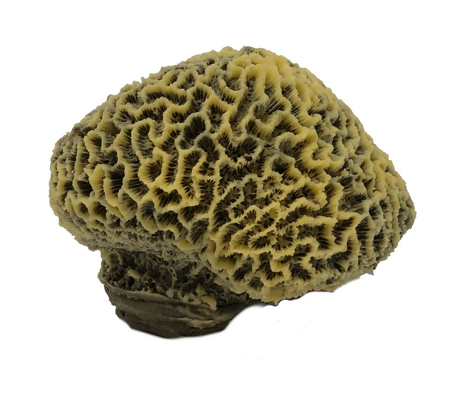 Artificial Brain Coral replica, item #06300