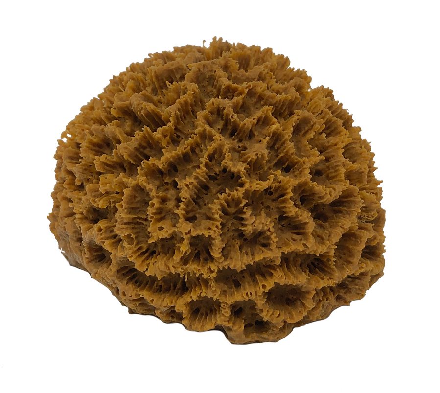 Artificial Brain Coral replica, item #06400