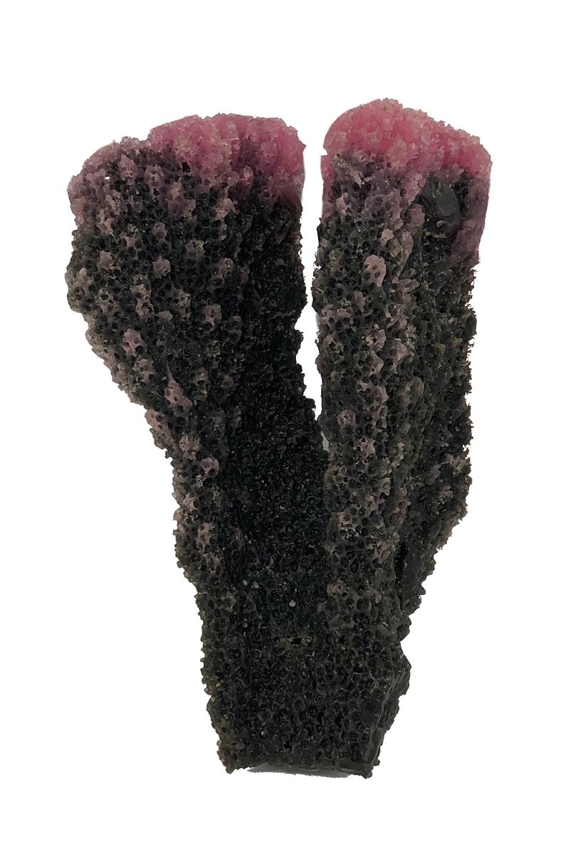 Artificial Cauliflower Coral (Pocillopora meandrina) replica, item #03100