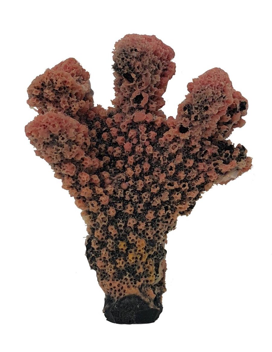 Artificial Cauliflower Coral (Pocillopora meandrina) replica, item #03600