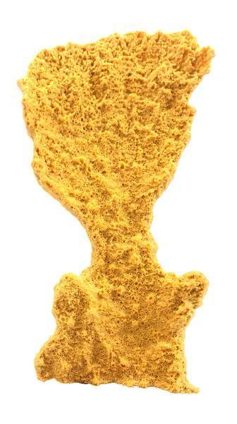 Artificial Elkhorn Coral (Acropora palmata) replica, item #27180