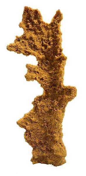 Artificial Elkhorn Coral (Acropora palmata) replica, item #27290