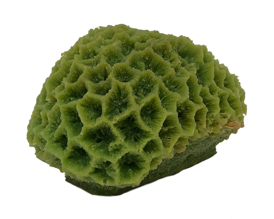 Artificial Goniastrea Coral (Goniastrea sp.) replica, item #05100