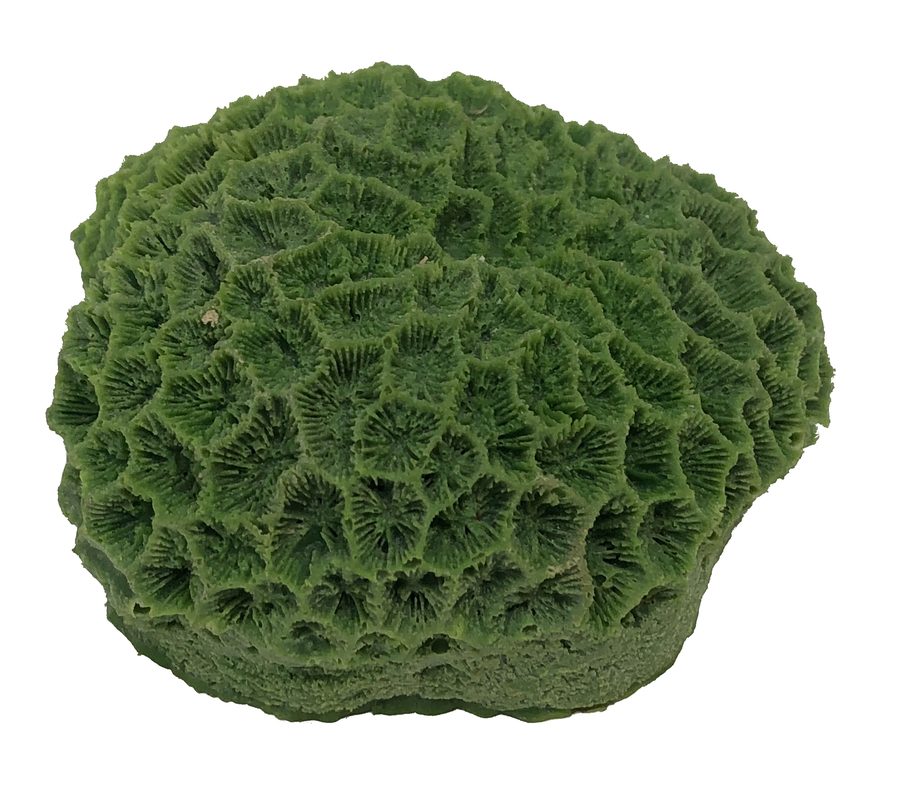 Artificial Goniastrea Coral (Goniastrea sp.) replica, item #05200