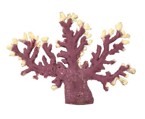 Artificial Lace Hydrocoral (Distichopora sp.) replica, item #77300