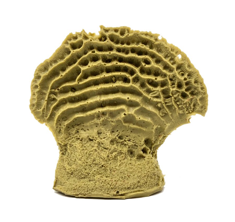 Artificial Lettuce Coral (Agaricia sp.) replica, item #16130