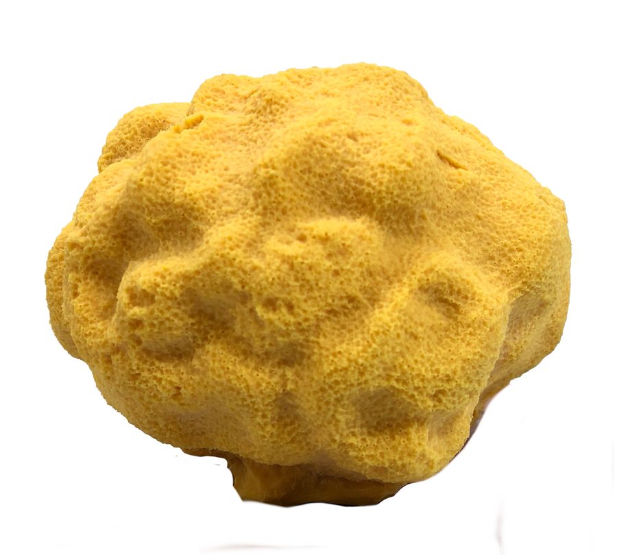 Artificial Lobe Coral (Porites lobata) replica, item #17100