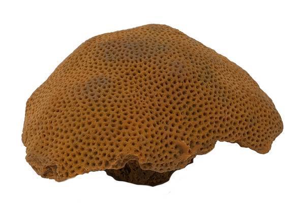 Artificial Massive Starlet Coral (Siderastrea siderea) replica, item #53100