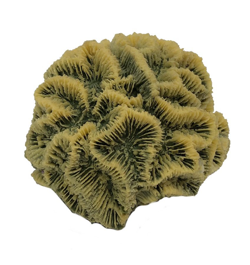 Artificial Maze Coral (Meandrina meandrites) replica, item #06100