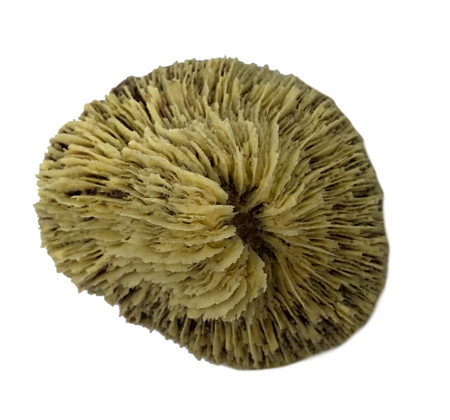 Artificial Mushroom Coral (Fungia sp.) replica, item #04500