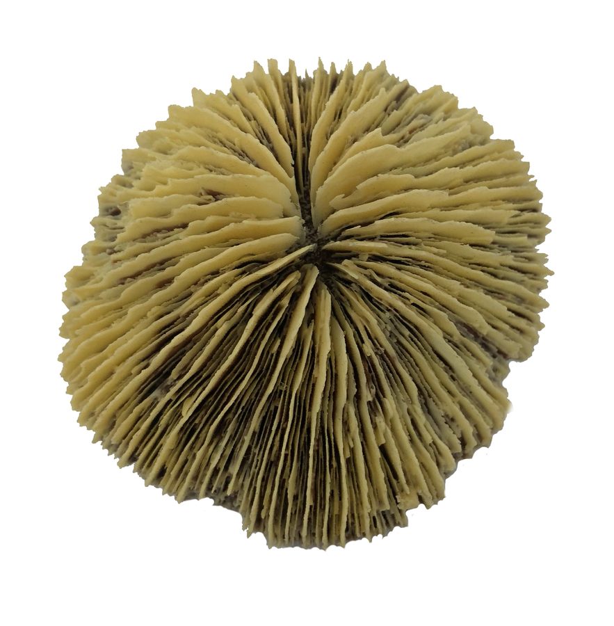 Artificial Mushroom Coral (Fungia sp.) replica, item #04600