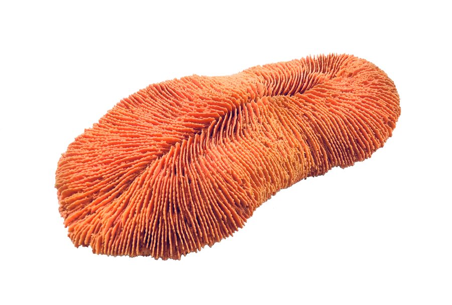 Artificial Mushroom Coral (Fungia sp.) replica, item #04800