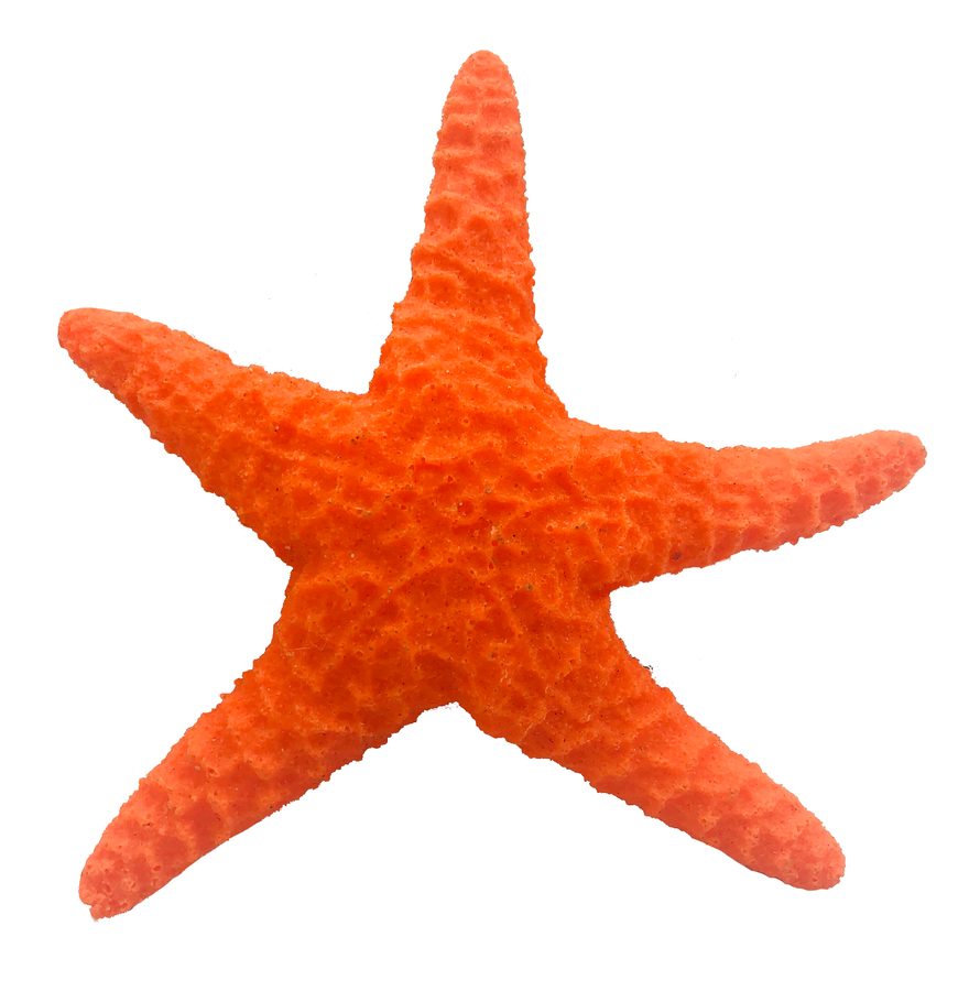Artificial Ochre Sea Star (Pisaster ochraceus) replica, item #24150