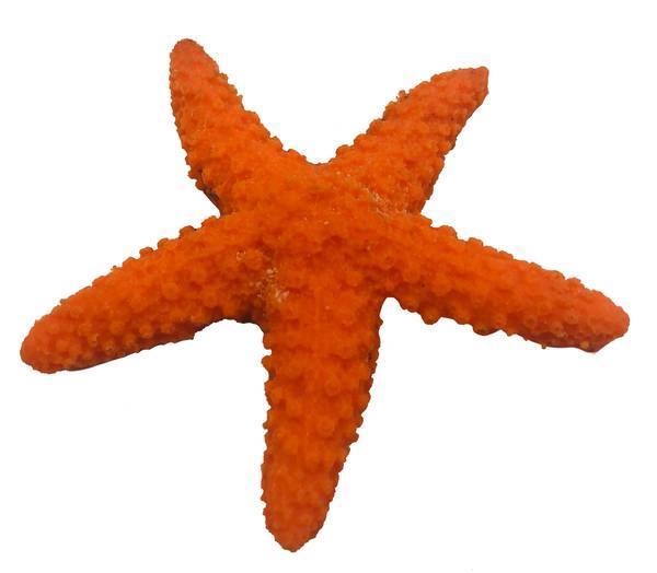 Artificial Ochre Sea Star (Pisaster ochraceus) replica, item #24200
