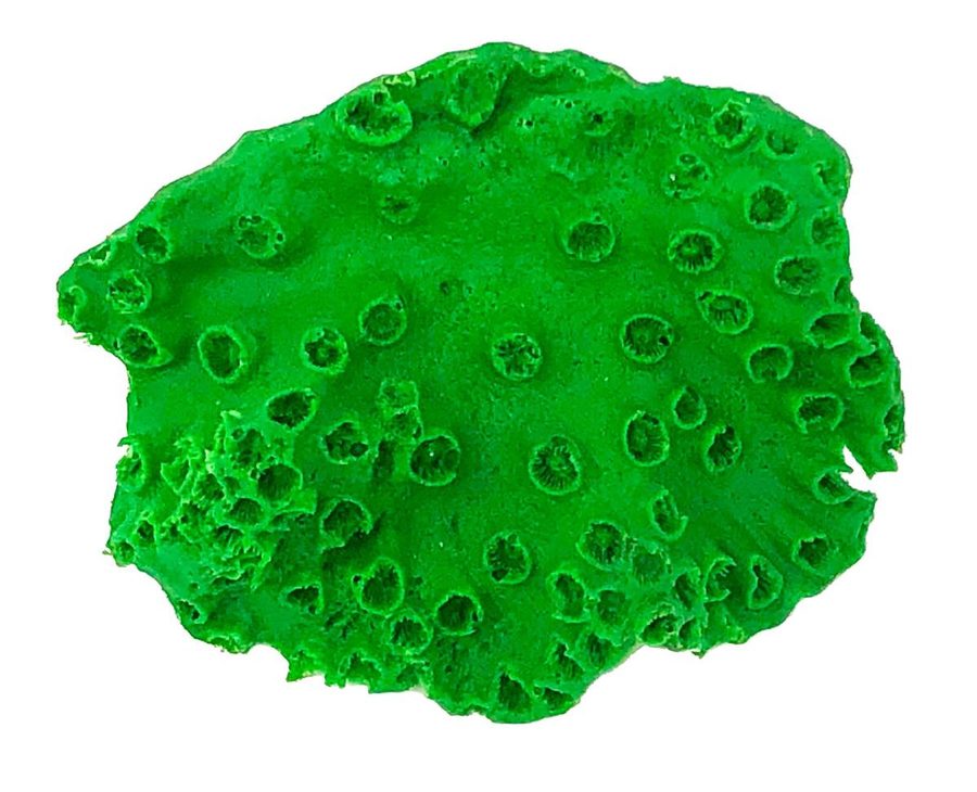 Artificial Ridged Cactus Coral (Mycetophyllia lamarckiana) replica, item #60100