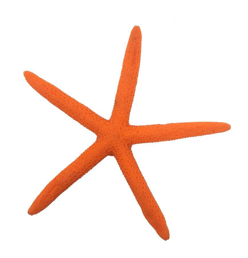 Artificial Sea Star (Linckia sp.) replica, item #23160