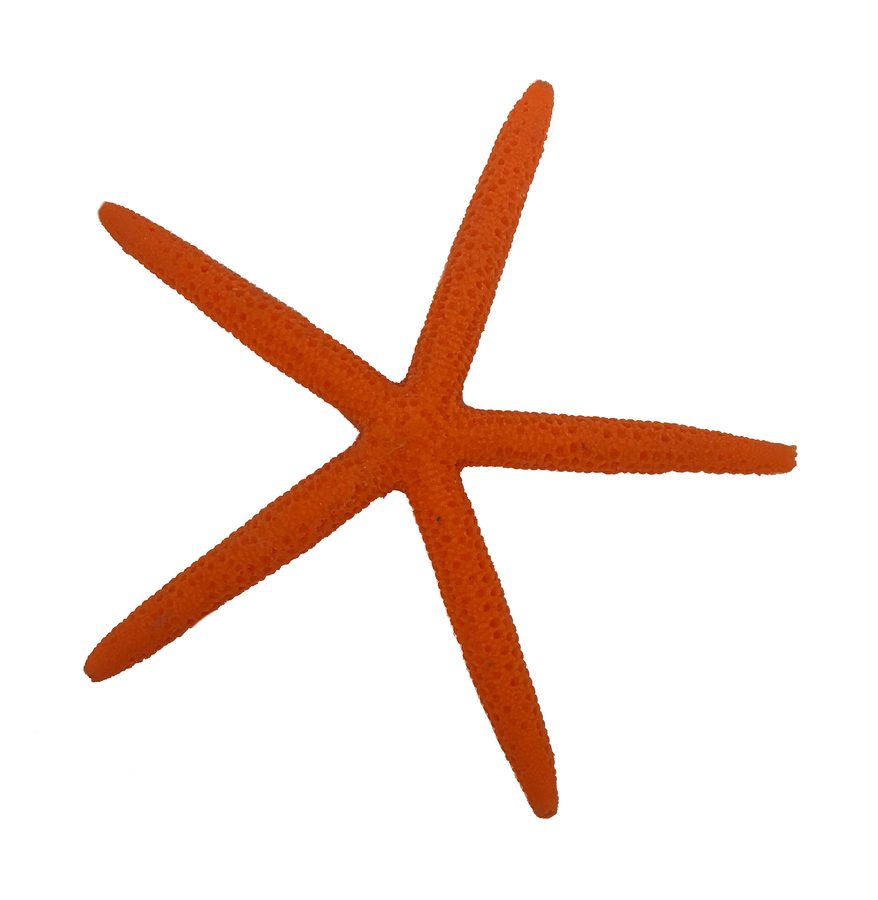 Artificial Sea Star (Linckia sp.) replica, item #23170