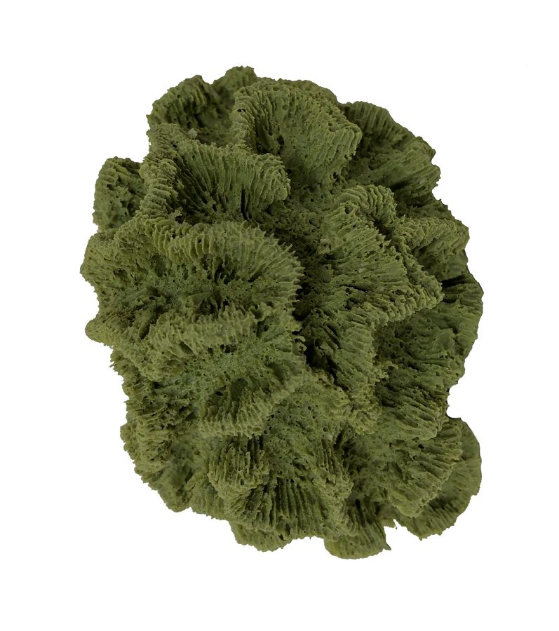 Artificial Sinuous Cactus Coral (Isophyllia sinuosa) replica, item #09200