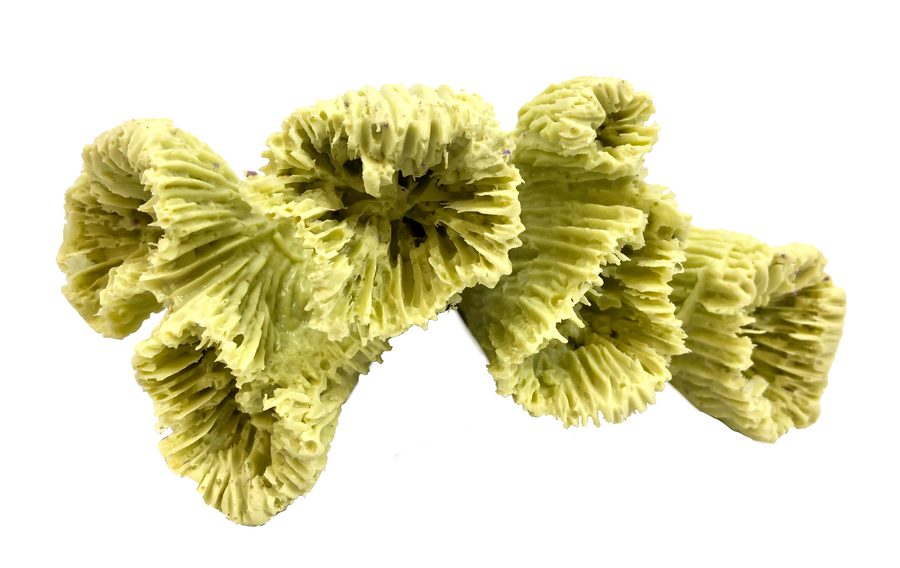 Artificial Smooth Flower Coral (Eusmilia fastigiata) replica, item #07200