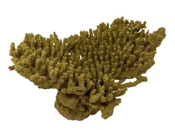 Artificial Table Coral (Acropora cytherea) replica, item #79400