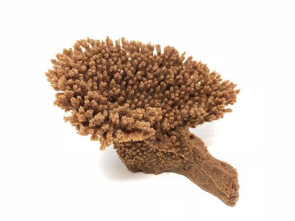 Artificial Table Coral (Acropora cytherea) replica, item #79700