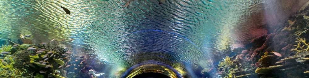 Aquarium walk-through tunnel — Manwarren Habitats
