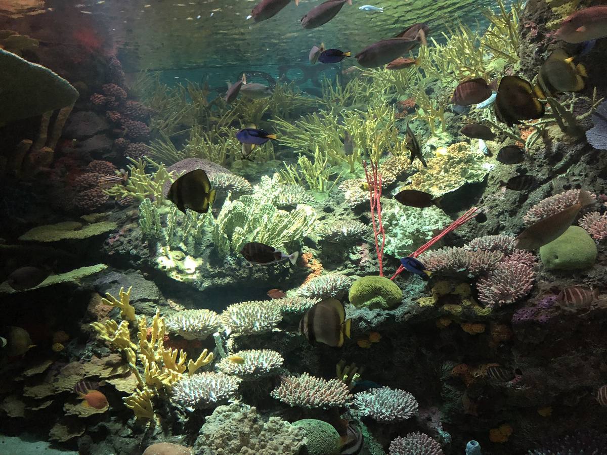 Custom aquarium design — Manwarren Habitats