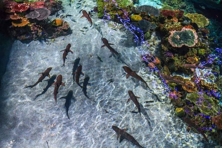 Aquarium coral reef inserts — custom &amp; Plug &amp; Play