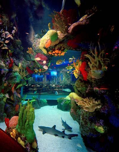 Denver Downtown Aquarium — Manwarren Habitats