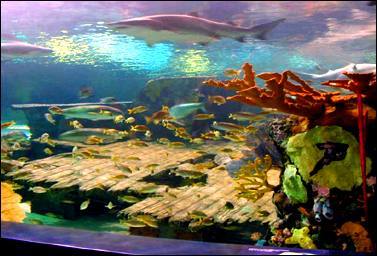 Georgia Aquarium — Manwarren Habitats