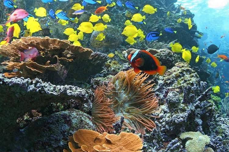 Georgia Aquarium — Manwarren Habitats installation