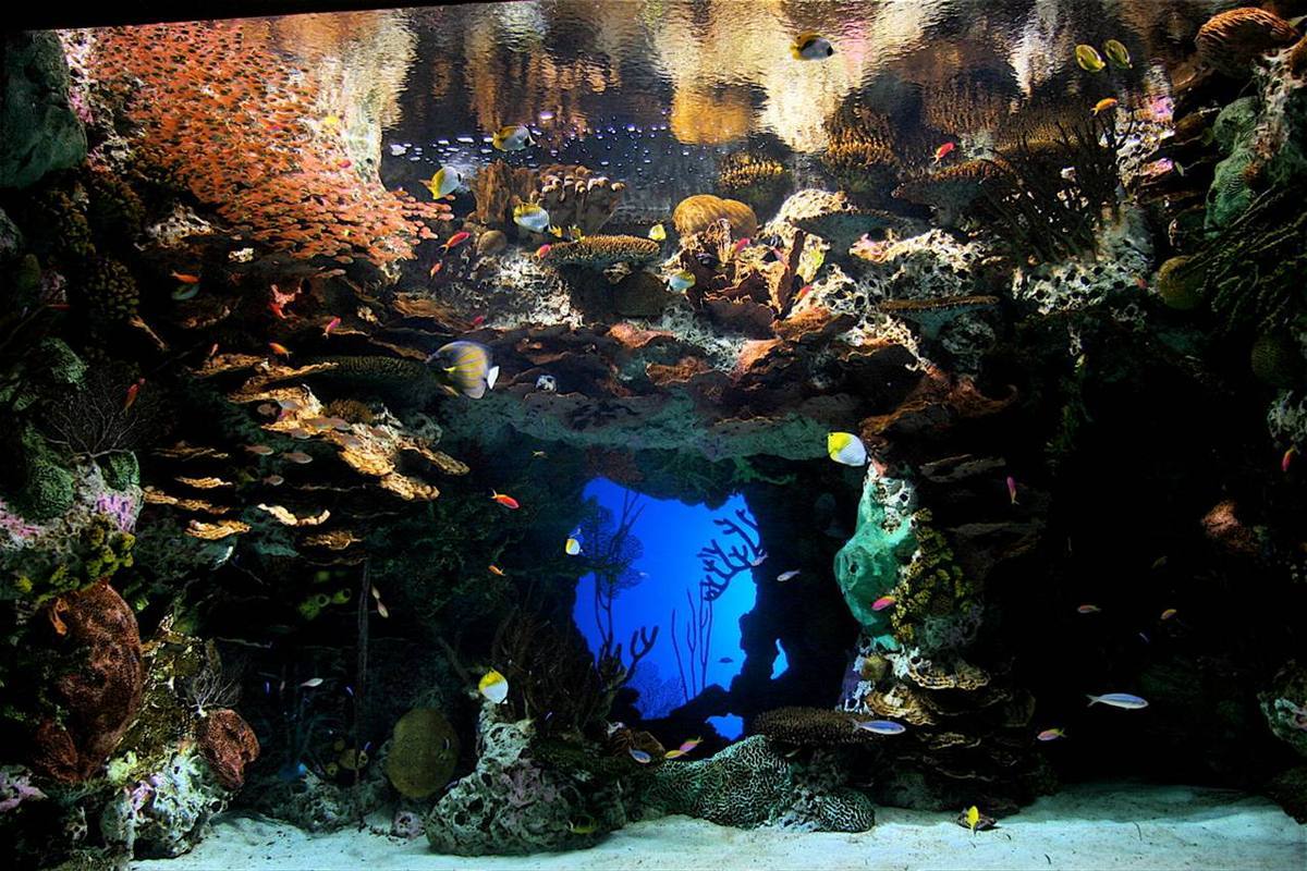 Georgia Aquarium — Manwarren Habitats