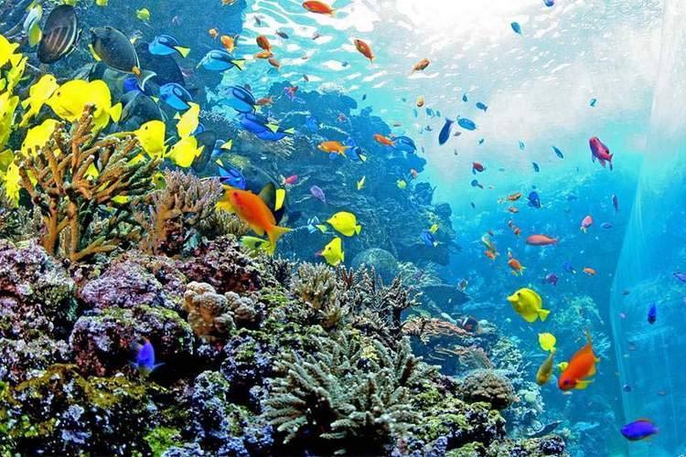 Georgia Aquarium reef habitat — Manwarren Habitats