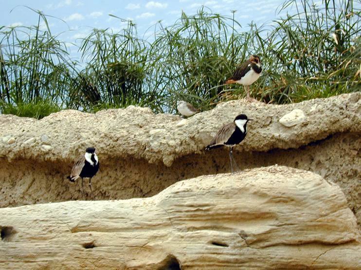Kuwait Science Center — Coastal habitat birds