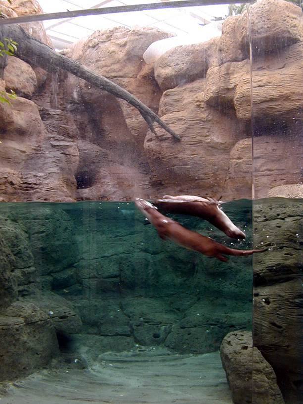 Kuwait Science Center — Sea lion habitat