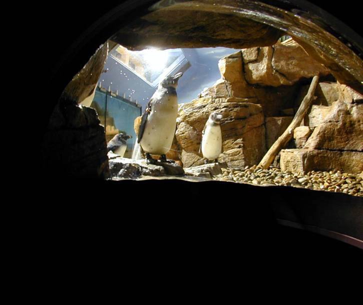 Monterey Bay Aquarium — Penguin habitat cave
