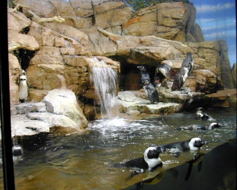 Monterey Bay Aquarium — Penguin habitat pool