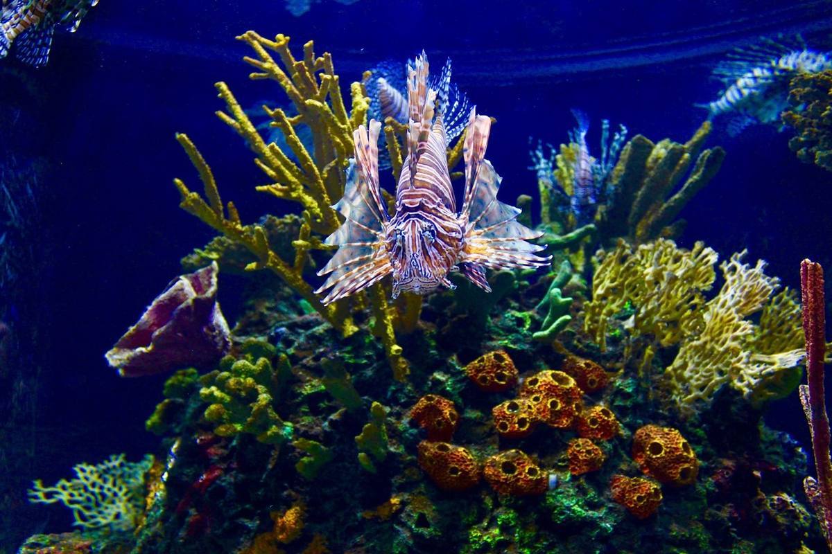 National Aquarium — Manwarren Habitats