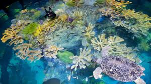 National Aquarium — Manwarren Habitats