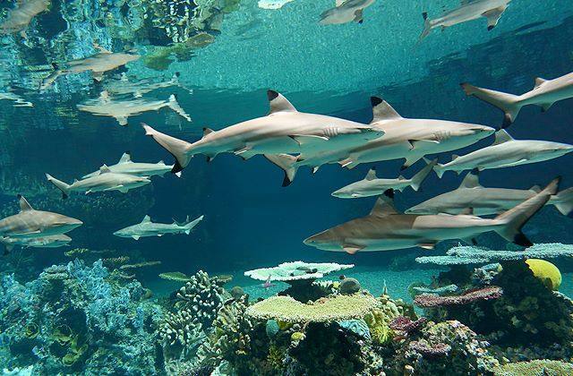 National Aquarium — Manwarren Habitats