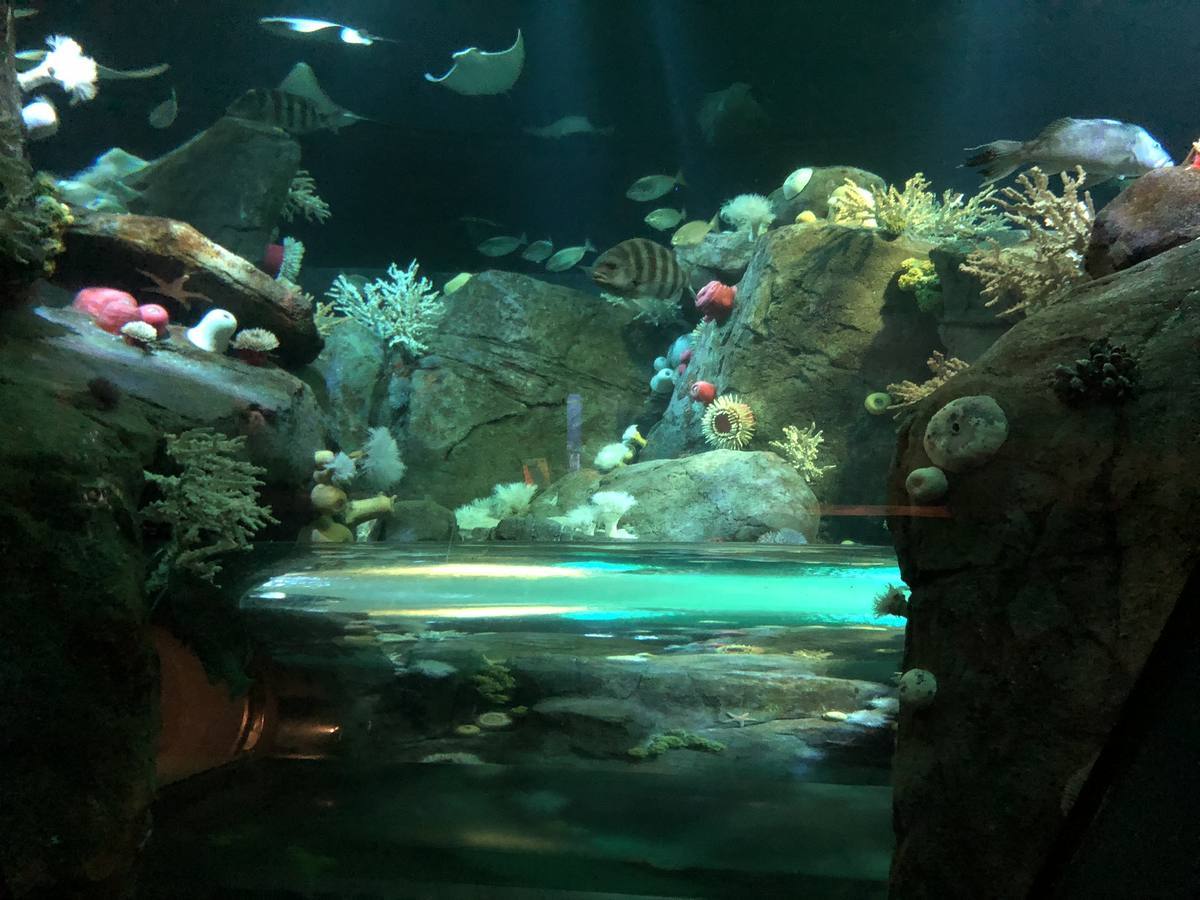New York Aquarium — Cave & salmon tank