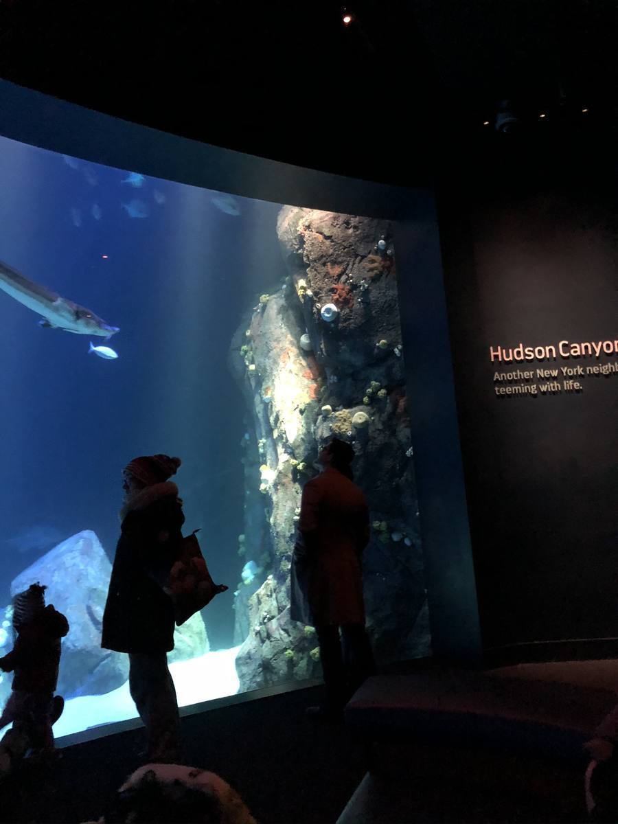 New York Aquarium — Hudson Canyon exhibit