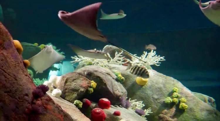 New York Aquarium — Manwarren Habitats