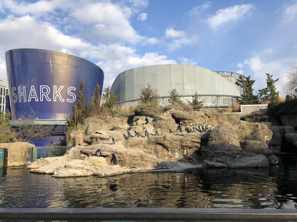 New York Aquarium — Penguin rockscape
