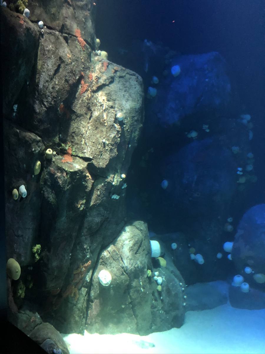 New York Aquarium — Rocky underwater habitat