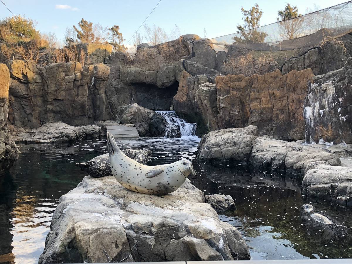 New York Aquarium — Seal & rockscape habitat